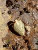 Issus coleoptratus